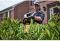 Кущоріз акумуляторний безщітковий DeWALT DCMHT573X1