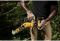 Міні-пилка ланцюгова акумуляторна безщіткова DeWALT DCMPS520P1